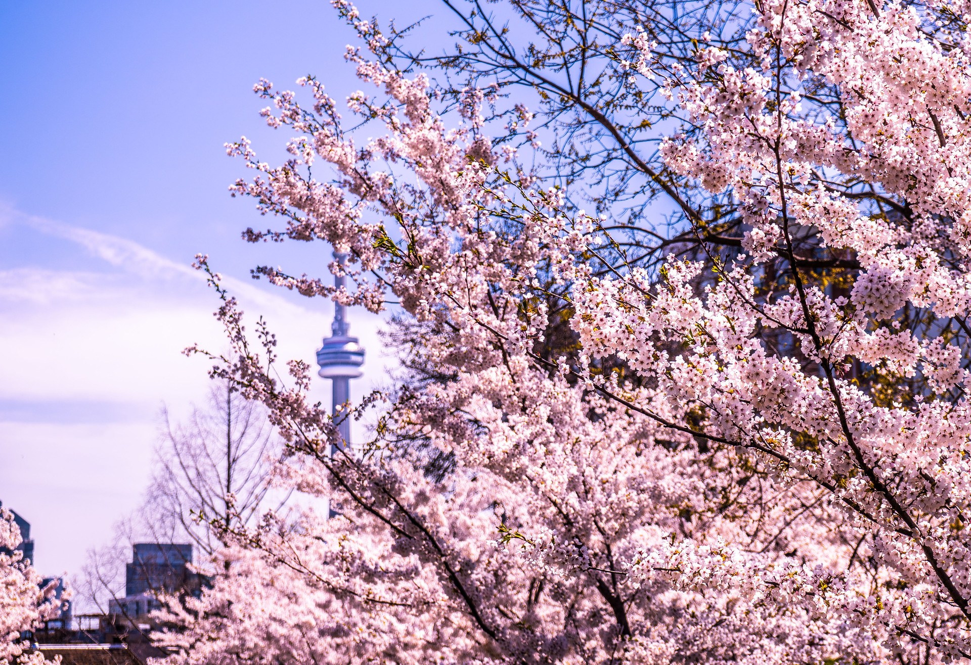 Cherry blossoms Toronto skyline
