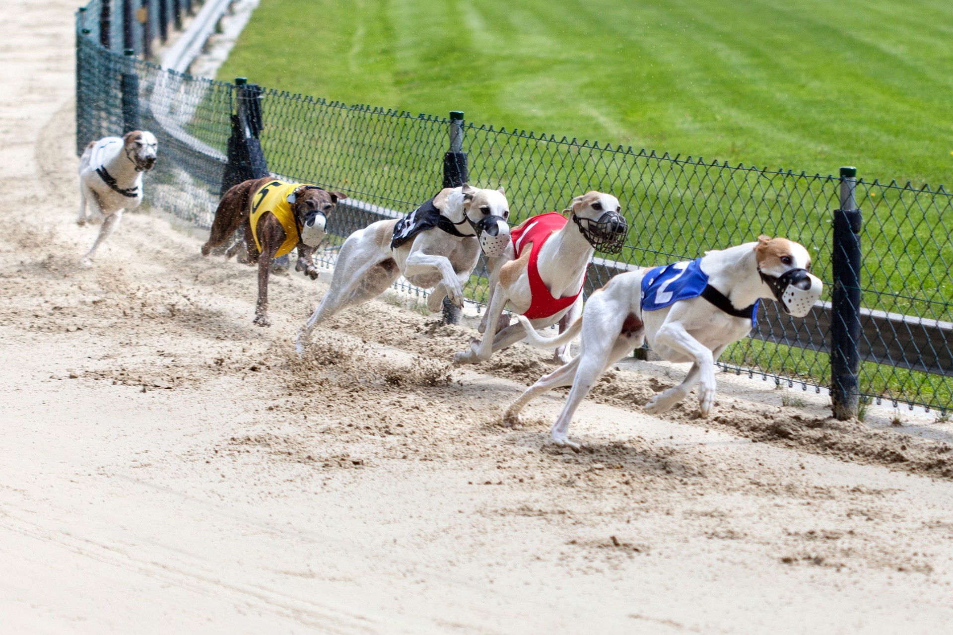 Greyhounds on racetrack